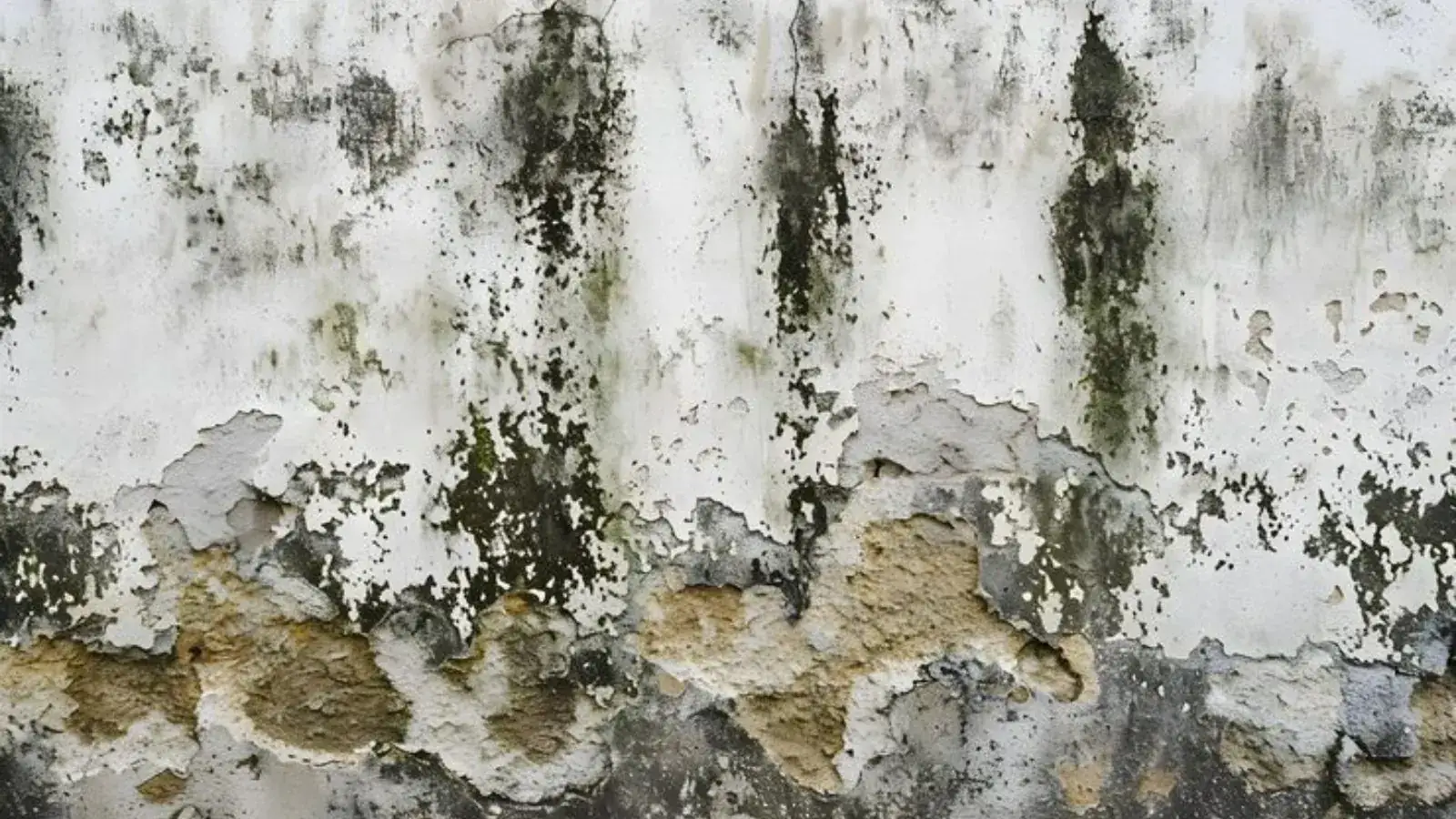 Dark mold spread across a damaged wall
