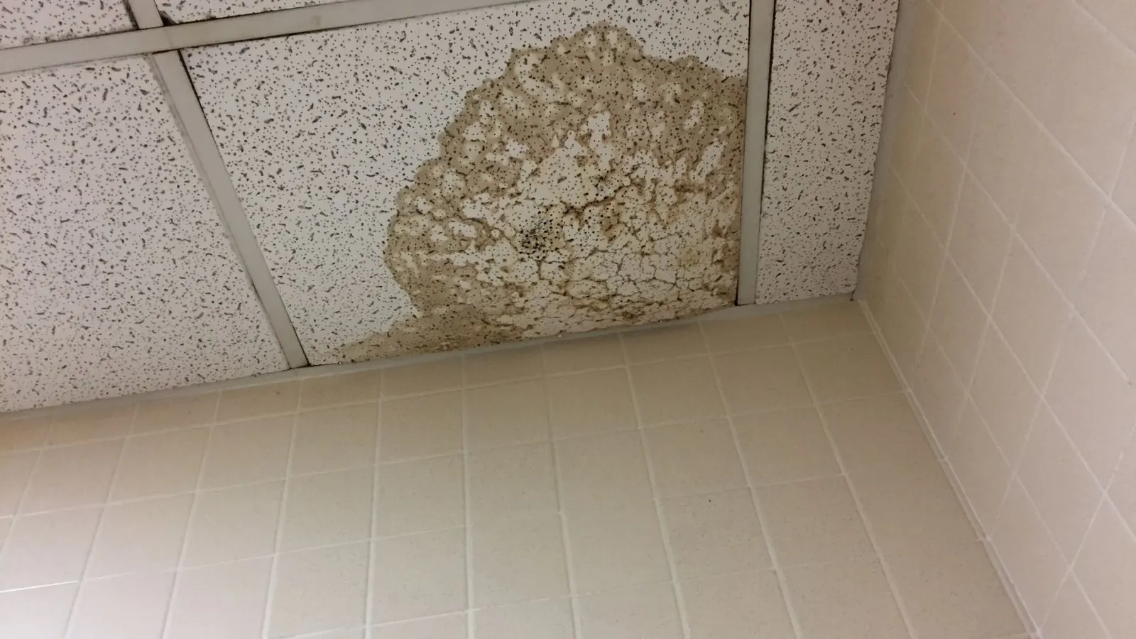 Water stain spreading across a suspended ceiling tile