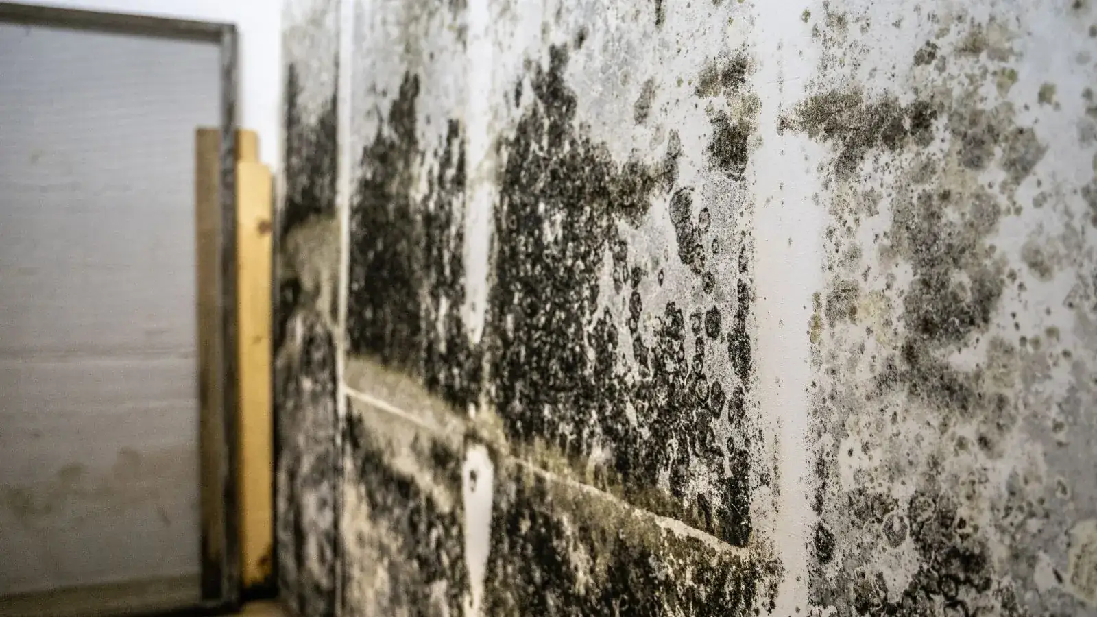 Dark mold growth across a basement wall beside wooden framing